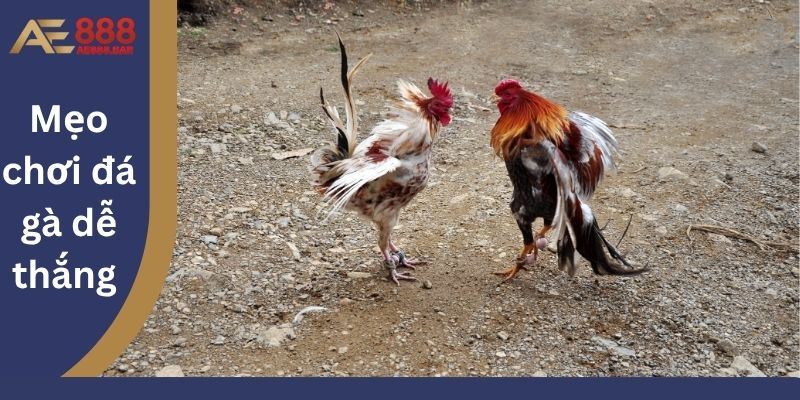 Mẹo chơi đá gà dễ thắng cho người mới